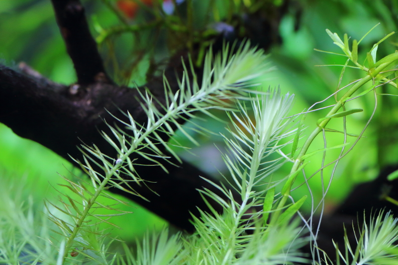 植栽から16日目　マヤカ